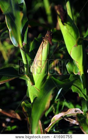 Spiga di grano