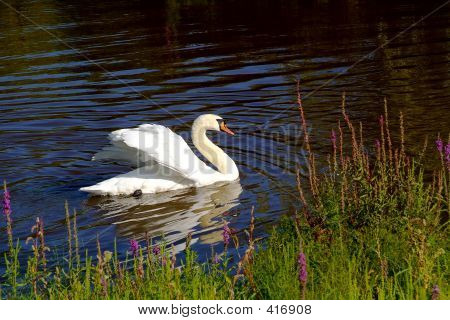 Cygne blanc