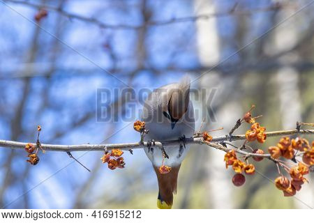 Hungry gray waxwings eagerly swallow last year's frozen apples