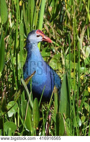 A Gray Headed or Purple Swamphen, Porphyrio poliocephalus stands in a green marsh land in Florida