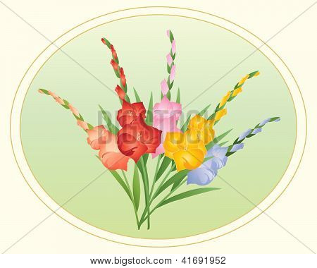 Gladioli