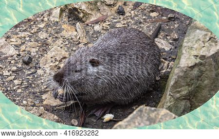 Close-up Of Nutria Or Koipu Or Marsh Beaver, A Mammal Of The Order Of Rodents, The Only Species Of T