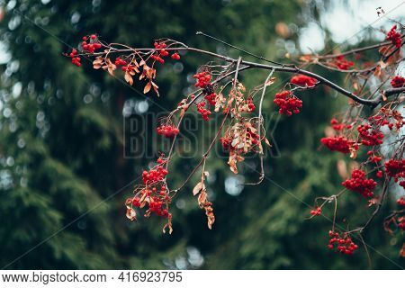 Beautiful Autumn Nature Background With Yellowed Leaves Of Rowan Tree And Red Berry On Branches. Sce