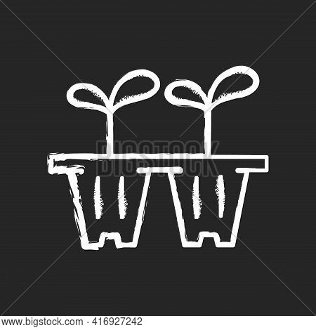 Seedling Trays Chalk White Icon On Black Background. Temporary Containers That Hold Plant From Seed 