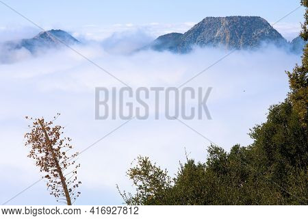 Chaparral Shrubs Including The Yucca Plant On A Mountainous Slope At A Chaparral Woodland Overlookin