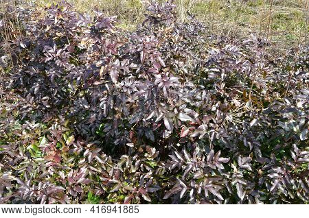 Bush Of Mahonia With Leaves And Berries