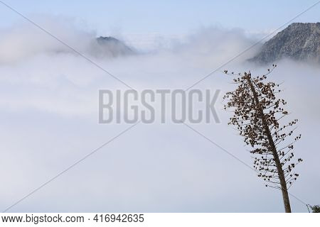 Yucca Plant On A Mountainous Slope Overlooking Mountain Peaks Surrounded By Coastal Stratus Clouds A