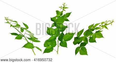 Raspberry Leaves. Gardening, Horticulture. Healing Plant. Tea From Raspberry Leaves Helps With Colds