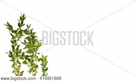 Wide Banner With Ruscus Plant Branch On The White Background.