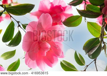 Beautiful Pink Evergreen Camellia Tree With Blooming Flowers During Springtime In English Garden, Uk