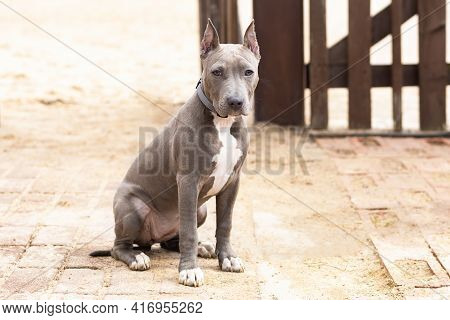 Blue American Staffordshire Terrier, Gray Color, Cropped Ears. Pedigree Trained Dog. Training, Obedi