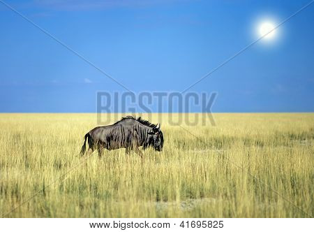 Antilope gnu