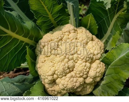 Cauliflower Is One Of Several Vegetables In The Species Brassica Oleracea In The Genus Brassica, Whi