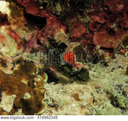 A Elysia Marginata Nudibranch Crawling Cebu Philippines