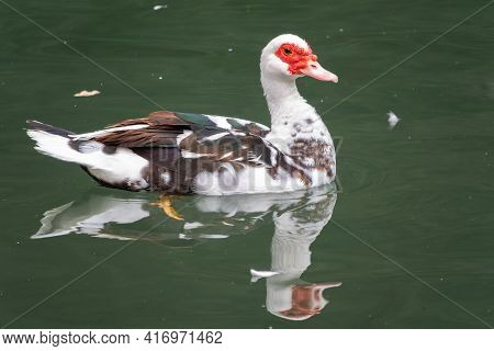 White And Black Duck With Red Head, The Muscovy Duck, Swims In The Pond. The Muscovy Duck, Lat. Cair