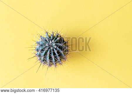 Background From A Cactus On A Yellow Background. Plant Texture With Thorns.