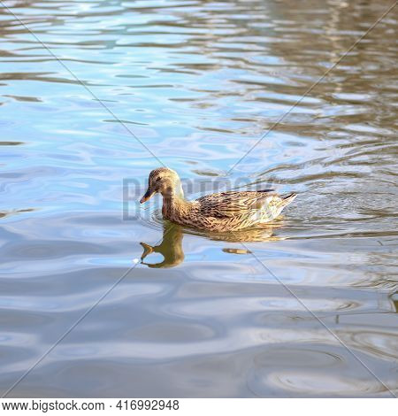 Duck Swims On The Water In The City Park