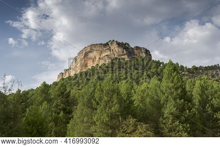 Forest Of Austrian Pine Tree. Photo Taken Near The Uña Lagoon, Serrania De Cuenca Natural Park, Spai
