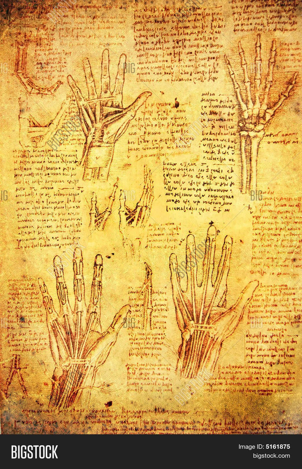 Da Vinci Hands Image & Photo (Free Trial) | Bigstock