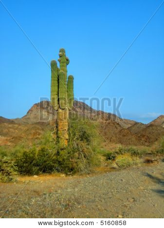 Raggiungendo verso il cielo