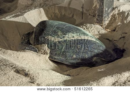 Turtle Nesting