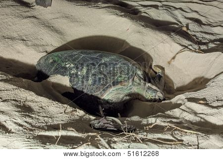 Turtle Nesting