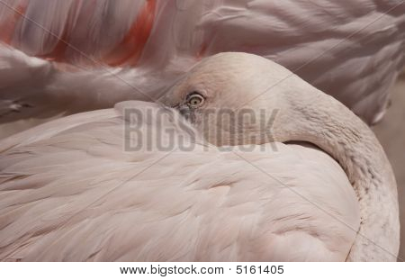 Rose Flamingo