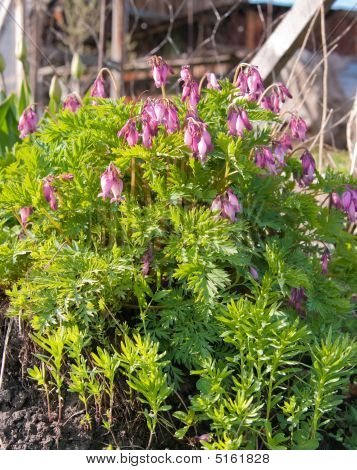 Dicentra