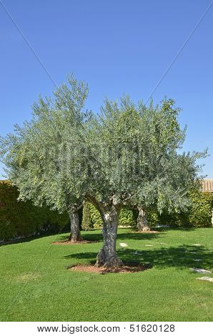 Closeup of a landscape with olive tree