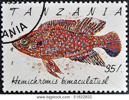 A stamp printed in Tanzania shows Hemichromis bimaculatusl