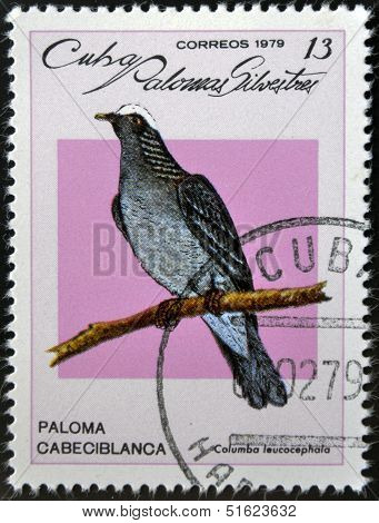 A stamp dedicated to feral pigeons will shows White-crowned Pigeon (Columba leucocephala)