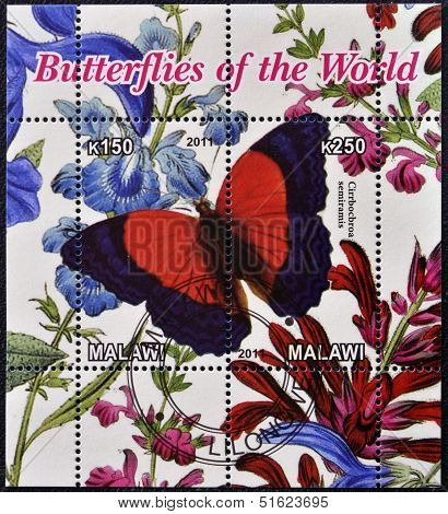 Stamp printed in Malawi dedicated to butterflies of the world shows cirrbocbroa semiramis