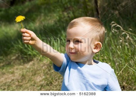 Löwenzahn vorhanden