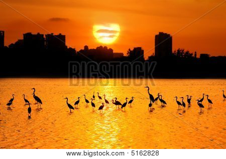 Aves con luz del sol