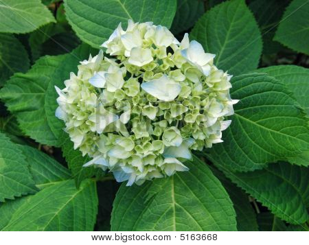 Hortensia