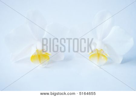 Orchidee su blu