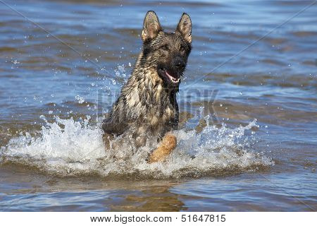 Swiming Germany Sheepdog