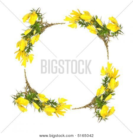 Gorse Flower Garland