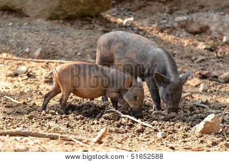 Baby Wild Boar
