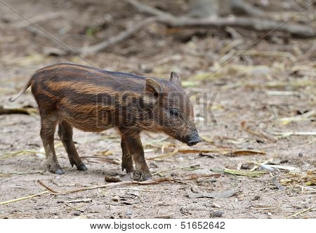 Baby Wild Boar