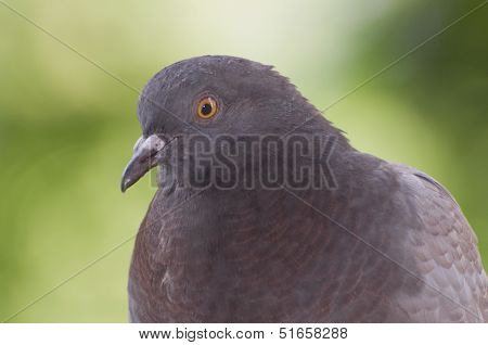 Dove