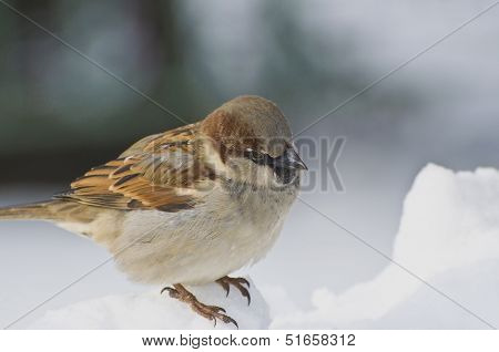 Sparrow