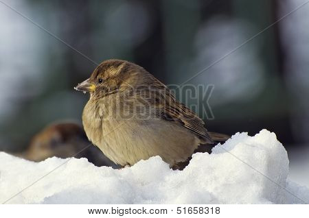 Sparrow