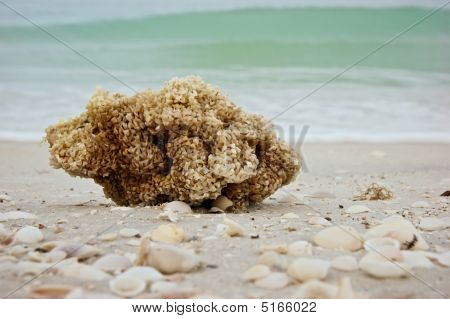 Portret gąbki morza na plaży