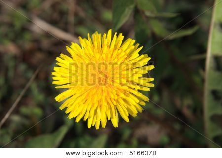 Dandelion