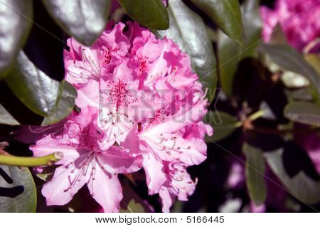 Orchid & White Rhododendron Flower