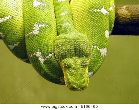 Serpente