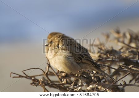 Sparrow