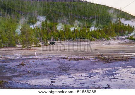 Bear In Norris Geyser Basin At Sunset