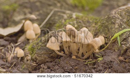 Poisonous mushroom